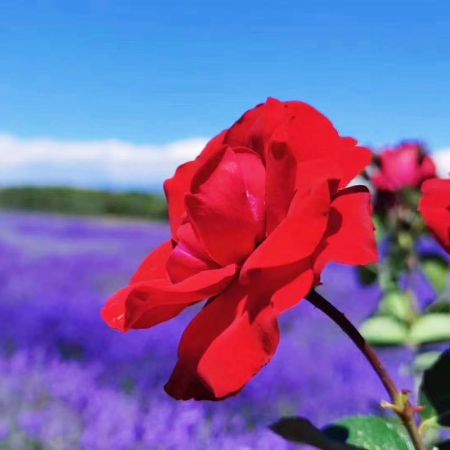 花漾伊犁：賽里木湖、昭蘇天馬文化園、喀拉峻、那拉提、巴音布魯克、獨(dú)庫(kù)公路拼車(chē)5日游